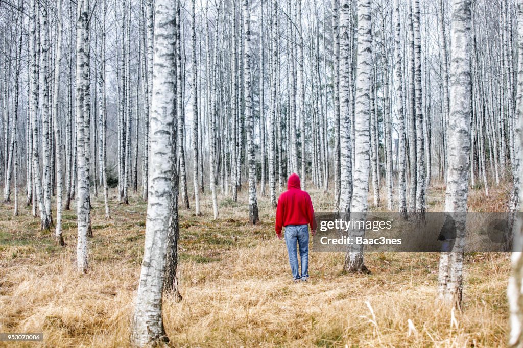Person walking in a birch forest