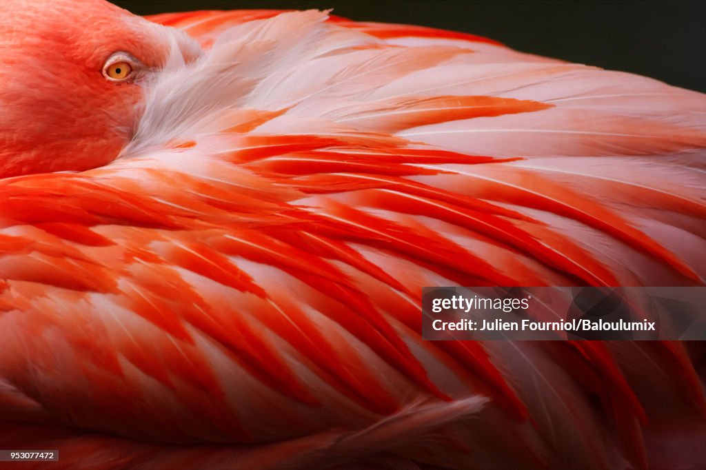 Detail of a pink flamingo