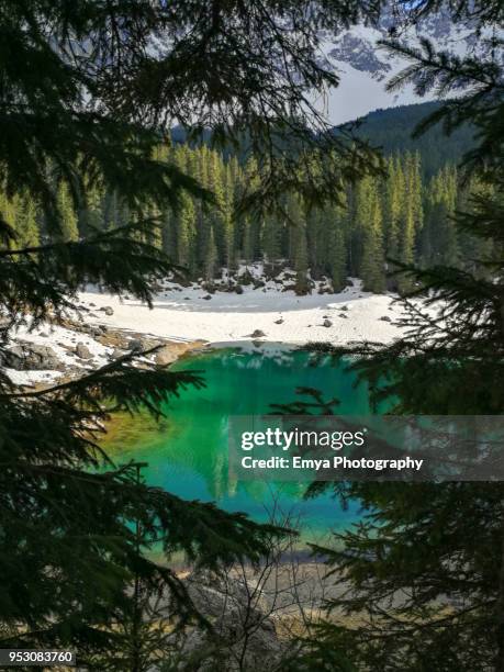 lake carezza seen through branches tree - gebirgskette latemar stock-fotos und bilder