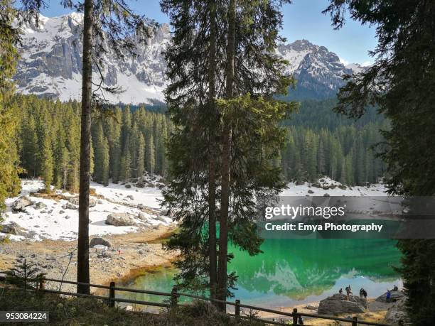 lake carezza and latemar mountain seen through trees - gebirgskette latemar stock-fotos und bilder