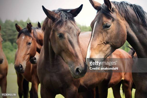 portraits of  sportive mares at freedom in pasture - engelse volbloed (paard) stockfoto's en -beelden