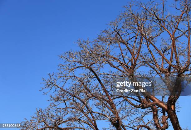 Bursera Simaruba Fotografías e imágenes de stock - Getty Images