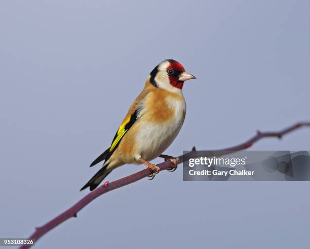 goldfinch [carduelis carduelis] - vink stockfoto's en -beelden