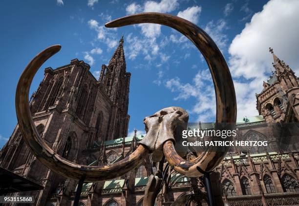Mammoth skeleton as part of the installation 'Mammuthus Volantes' by French artist and architect Jacques Rival is prepared to be displayed in front...