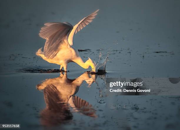 great egret fishing - titusville florida fotografías e imágenes de stock