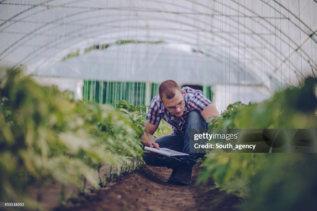 Male agronomist in greenhouse