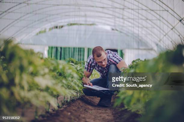 male agronomist in greenhouse - indoor vegetable garden stock pictures, royalty-free photos & images