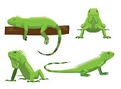 Cute Green Iguana Poses Cartoon Vector Illustration