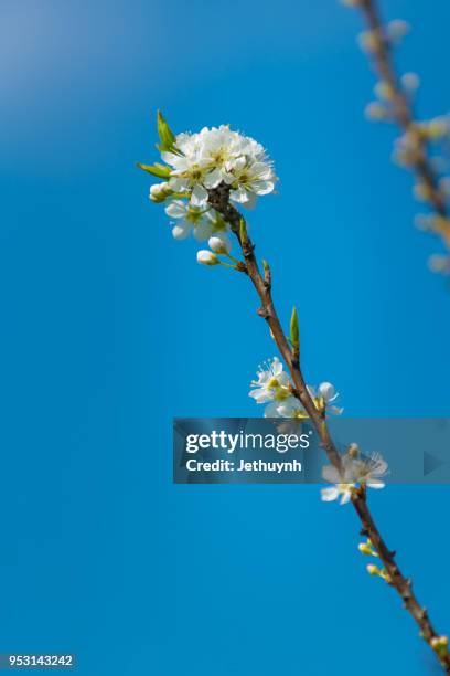 white plum blossom closeup with the blue sky in moc chau - son la province stock pictures, royalty-free photos & images