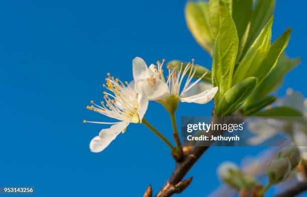 white plum blossom closeup with the blue sky in moc chau - son la province stock pictures, royalty-free photos & images