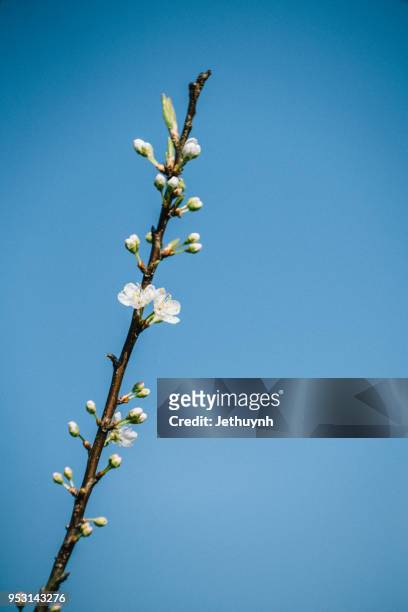 white plum blossom closeup with the blue sky in moc chau - son la province stock pictures, royalty-free photos & images