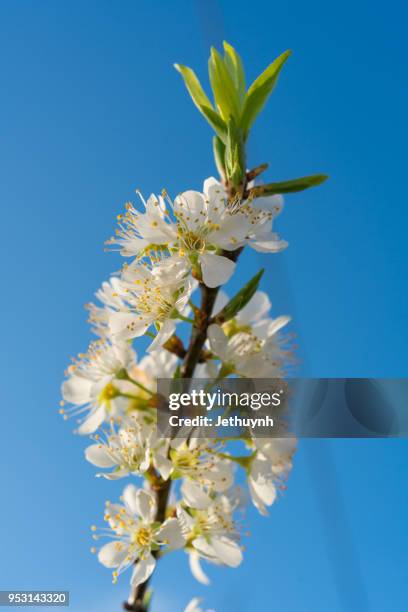 white plum blossom closeup with the blue sky in moc chau - son la province stock pictures, royalty-free photos & images