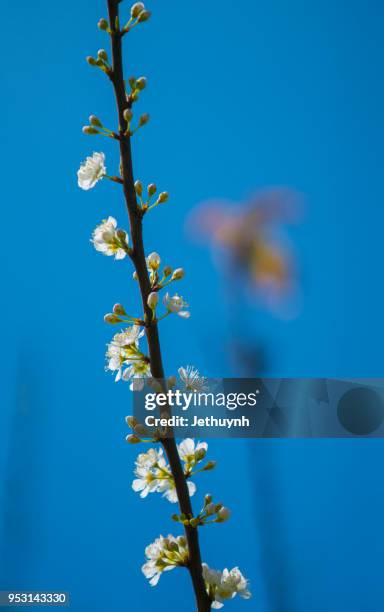 white plum blossom closeup with the blue sky in moc chau - son la province stock pictures, royalty-free photos & images