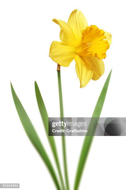 narciso isolado em fundo branco - daffodil imagens e fotografias de stock