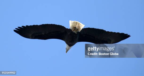 Bald eagle flies above the Mystic Lakes in Medford, MA on March 31, 2018. The Mystic Lakes, which are bordered by Arlington, Medford, and Winchester,...