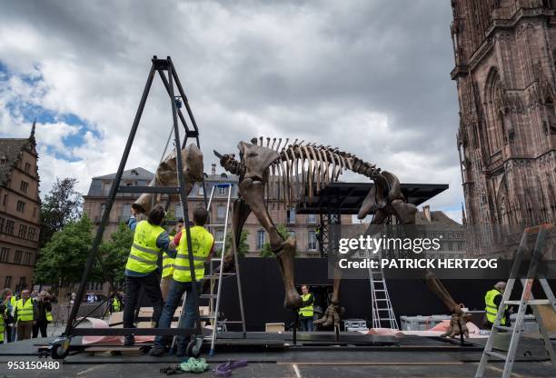 Technicians prepare a mammoth skeleton, part of the installation 'Mammuthus Volantes' by French artist and architect Jacques Rival, for display in...