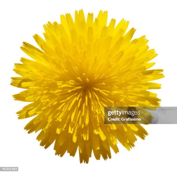 yellow flower isolated on white - dandelion isolated stock pictures, royalty-free photos & images