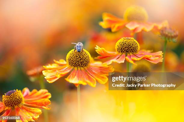 beautiful summer flowering bright orange helenium flowers also known as sneezeweed with a honey bee collecting pollen - bright beautiful flowers 個照片及圖片檔