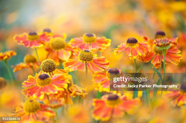 beautiful summer flowering bright orange helenium flowers also known as sneezeweed, image taken against a soft background - aster stock pictures, royalty-free photos & images