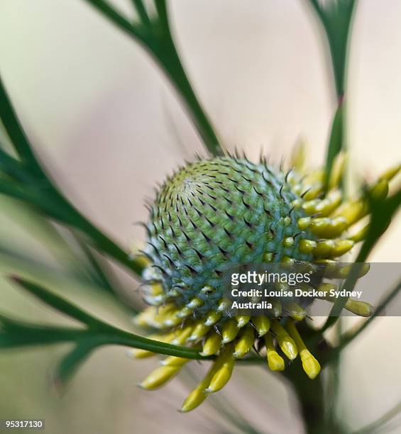 narrow leafed drumstick - louise docker sydney australia stock pictures, royalty-free photos & images