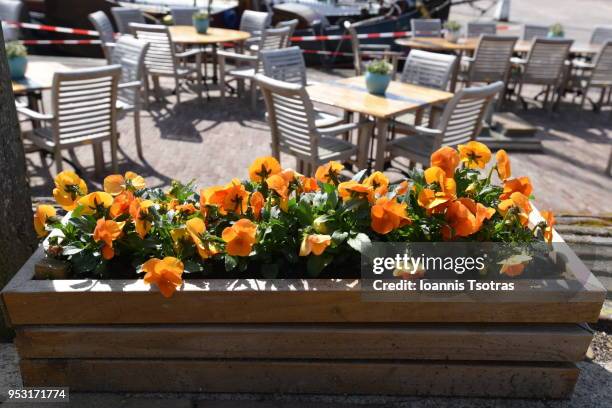 wooden pot with flowers outdoors - plant pot stock pictures, royalty-free photos & images