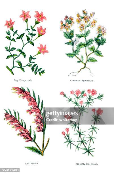 bog pimpernel, common eyebright, red bartsia, smooth sea-heath - 1876 illustrations - euphrasia officinalis stock illustrations