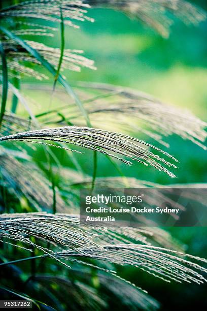 grass seed  - louise docker sydney australia stock pictures, royalty-free photos & images