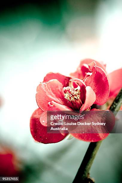 red blossom - louise docker sydney australia stock pictures, royalty-free photos & images
