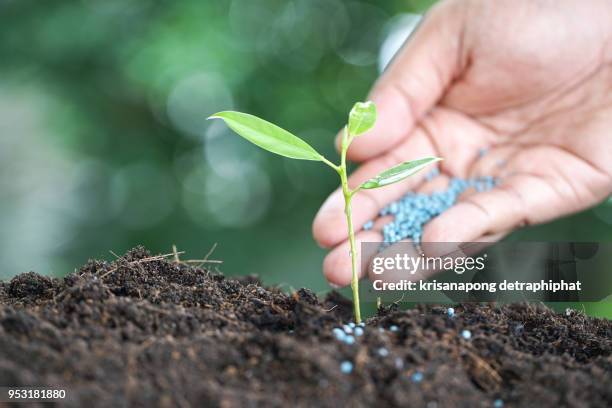 seed and planting concept with male hand watering young tree over green background,growth of business,concept,business concept. - abono fotografías e imágenes de stock