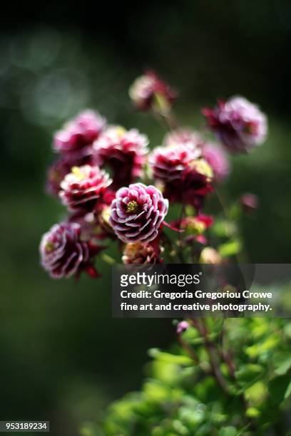 aquilegia vulgaris - gregoria gregoriou crowe fine art and creative photography. imagens e fotografias de stock