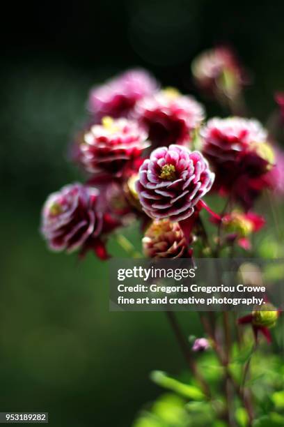 aquilegia vulgaris - gregoria gregoriou crowe fine art and creative photography stock-fotos und bilder