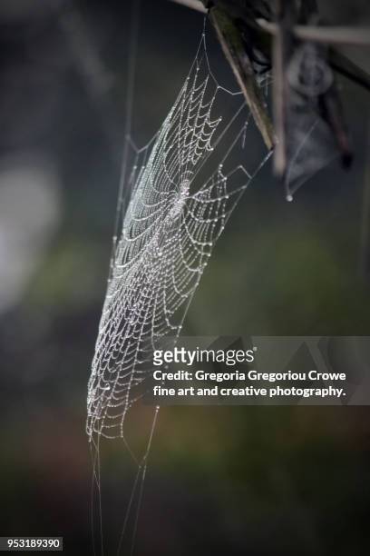 spider web with rain drops - gregoria gregoriou crowe fine art and creative photography. imagens e fotografias de stock