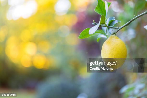 lemon hanging on a lemon tree. - lemon tree stockfoto's en -beelden