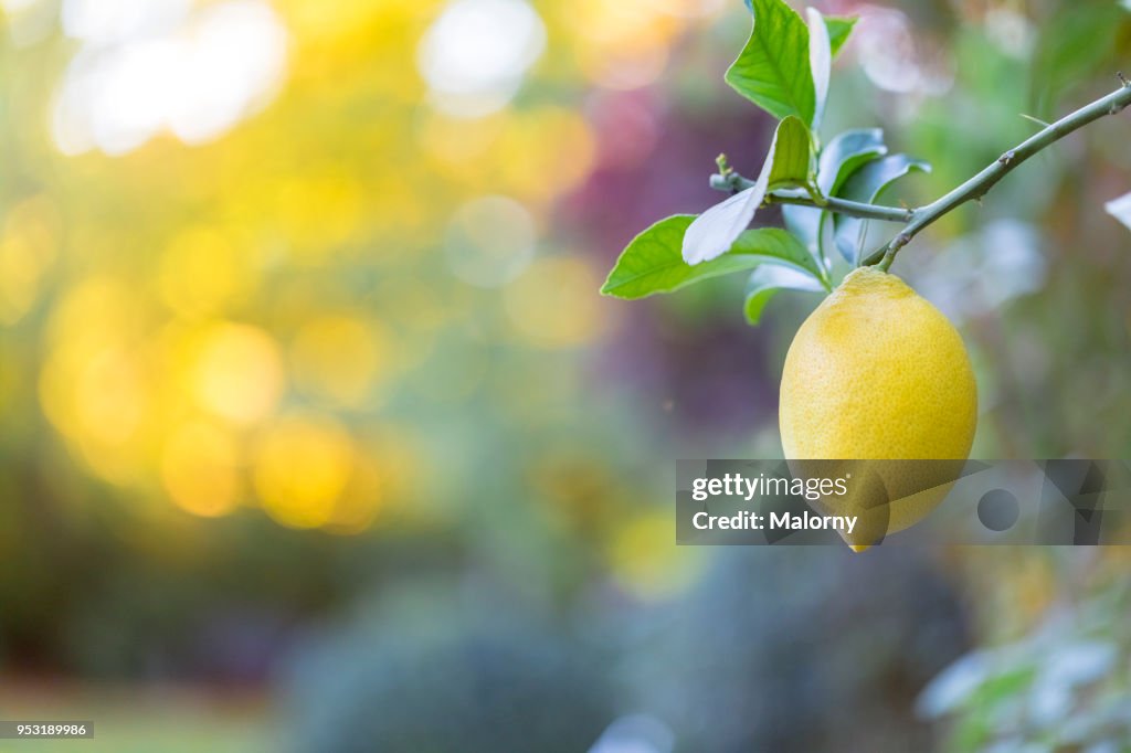 Lemon hanging on a lemon tree.