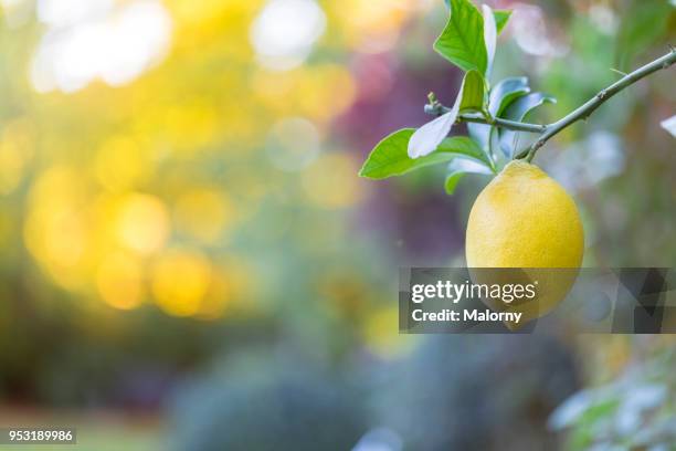 lemon hanging on a lemon tree. - citrus blossom stock pictures, royalty-free photos & images