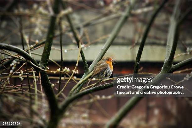 red breasted robin on a branch - gregoria gregoriou crowe fine art and creative photography stock-fotos und bilder