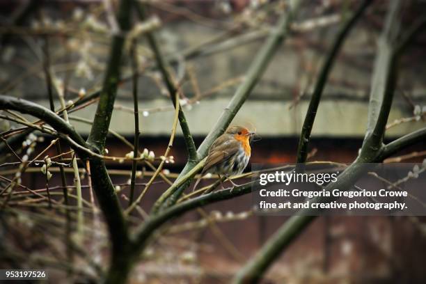 red breasted robin on a branch - gregoria gregoriou crowe fine art and creative photography foto e immagini stock
