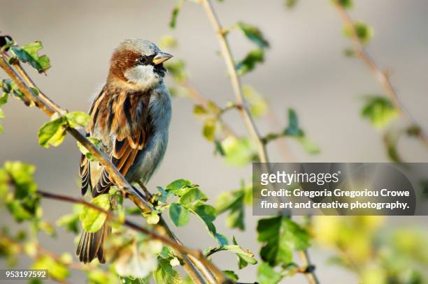 house sparrow - passer domesticus - gregoria gregoriou crowe fine art and creative photography foto e immagini stock