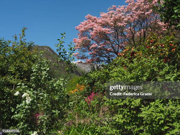 multi colored flowers along the road in maggia valley, switzerland - giumaglio stock pictures, royalty-free photos & images