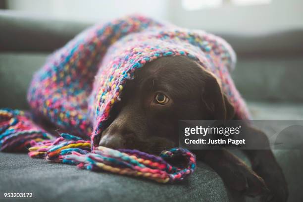 chocolate labrador covered by blanket - chocolate labrador fotografías e imágenes de stock