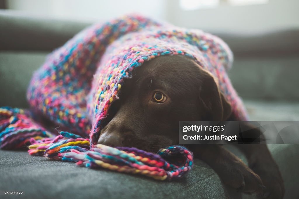 Chocolate Labrador covered by blanket