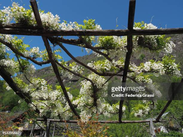 white wisteria flowering on a pergola in maggia valley, switzerland - giumaglio stock pictures, royalty-free photos & images