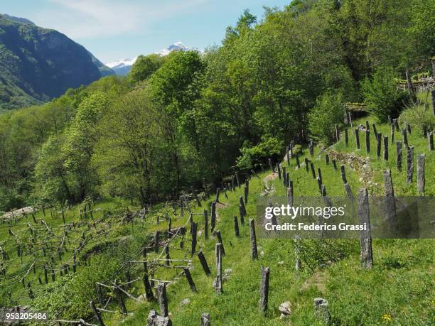 ancient abandoned vineyard in giumaglio, maggia valley - giumaglio stock pictures, royalty-free photos & images