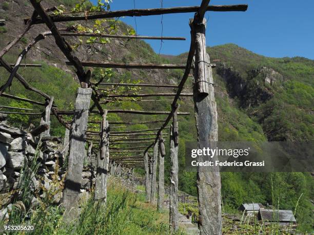 springtime view of traditional vineyard in maggia valley - giumaglio stock pictures, royalty-free photos & images