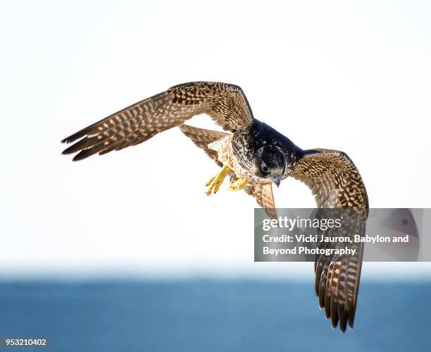 juvenile peregrine falcon in flight at jones beach - peregrine falcon stock-fotos und bilder