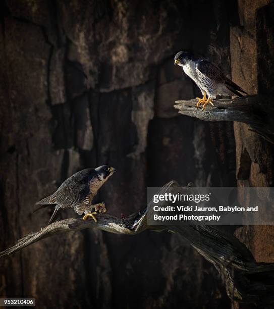 Two Falcons 172 Dark Falcon Stock Photos, High-Res Pictures, and Images - Getty Images
