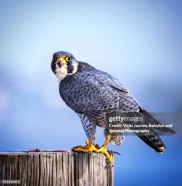 peregrine falcon perched on post at jones beach - peregrine falcon stock-fotos und bilder