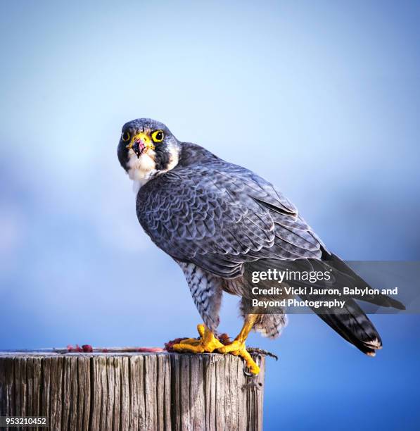 peregrine falcon perched on post at jones beach - peregrine falcon fotografías e imágenes de stock