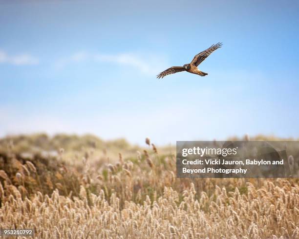 1,411 Marsh Hawk Stock Photos, High-Res Pictures, and Images - Getty Images