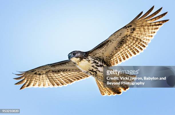 red tailed hawk in flight against blue sky - roodstaartbuizerd stockfoto's en -beelden